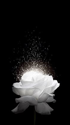 a white flower is sprinkled with water