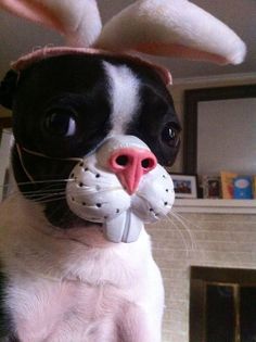 a black and white dog with bunny ears on it's head sitting in front of a fireplace