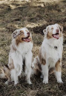 two brown and white dogs sitting on top of a dry grass covered field next to each other