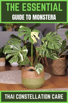 Monstera Thai Constellation Plant Monstera Thai Constellation Care, Monstera Thai Constellation, Lucky Plant, Corner Window, New Roots