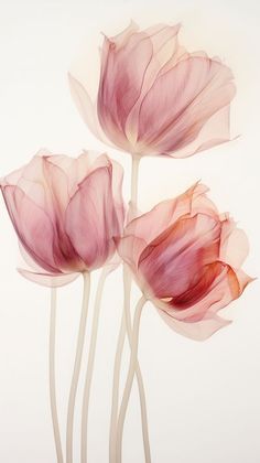 three pink flowers with white stems on a white background