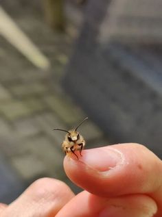 a small insect is sitting on someone's finger