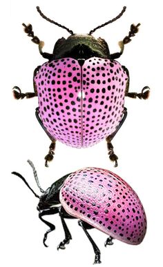 two pink and black bugs with spots on them