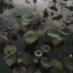 water lilies are growing in the pond