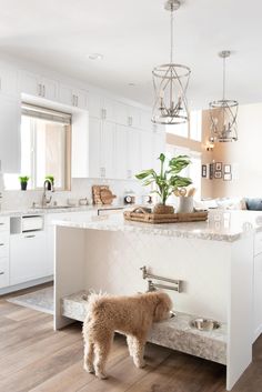 a brown dog standing in front of a white kitchen island with a sink and dishwasher