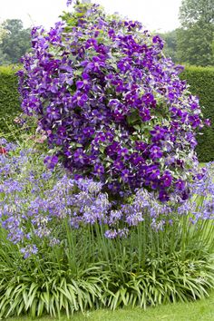 the purple flowers are blooming in the garden