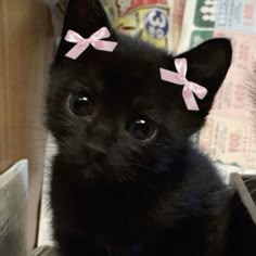 a black kitten with pink bows on its head