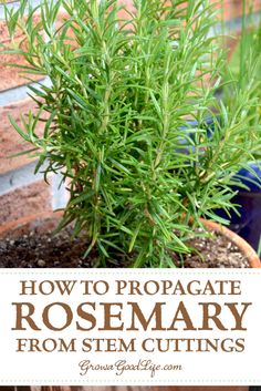 Rosemary Cuttings, Plant In A Pot, Rosemary Herb, Vegetable Garden Tips