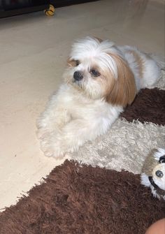 a small white dog laying on top of a brown rug