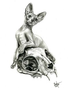 a drawing of a cat sitting on top of a human skull