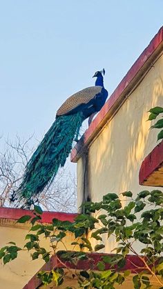 a peacock sitting on top of a building