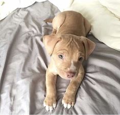 a brown dog laying on top of a bed