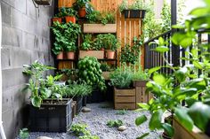 an outdoor garden with lots of plants growing on the wall and in pots next to it