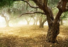 an old tree in the middle of a field with leaves on the ground and fog