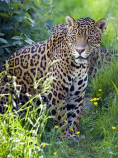 a large leopard standing in the grass next to some bushes