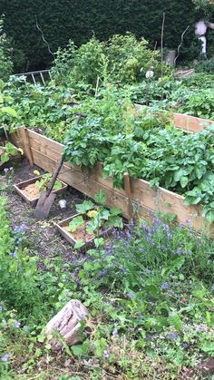 a garden filled with lots of green plants