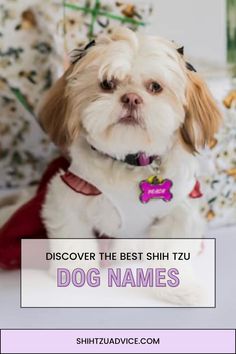 Are you a Shih Tzu dog owner in search of the perfect name for your furry companion? Look no further! We’ve got you covered with our guide to discovering Dog Shih Tzu, Dog Owner, Popular Culture, Dog Names, Dog Owners