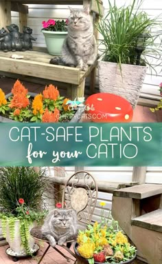 cat - safe plants for your patio