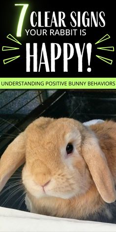 a brown bunny sitting on top of a bed next to the words 7 clear signs your rabbit is happy