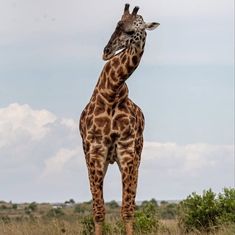 a giraffe standing on top of a lush green field next to tall grass