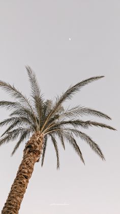 a palm tree with the moon in the background