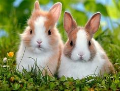 two rabbits are sitting in the grass