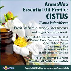 Cistus Essential Oil Profile Diy Essential Oil Recipes, Essential Oil Plants, What To Watch, Essential Oil Benefits, Diy Essential Oils, Oil Benefits, Oil Uses, Essential Oil Uses, Healing Herbs