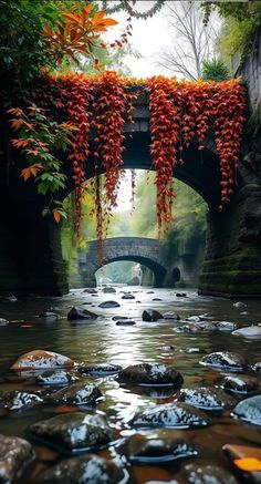 a river with rocks and plants hanging over it