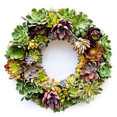 a wreath made out of succulents on a white background