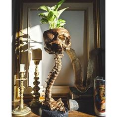 a skull planter is sitting on top of a table