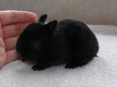 a small black rabbit sitting on top of a white blanket next to a person's hand