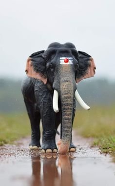 an elephant walking down a wet road in the rain