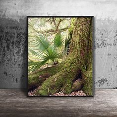 a tree with green moss growing on it's trunk in the middle of a forest