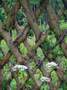 an image of a fence made out of branches