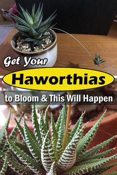 a potted plant with the words get your haworthias to bloom and this will happen