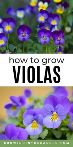 purple flowers with text overlay how to grow violas