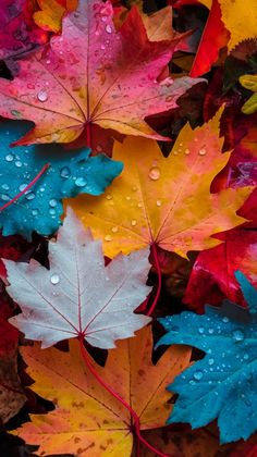 colorful autumn leaves with water droplets on them