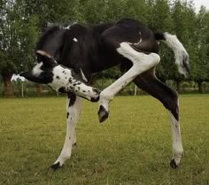 a black and white dog standing on its hind legs