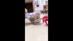 two kittens playing with a toy horse and buggy