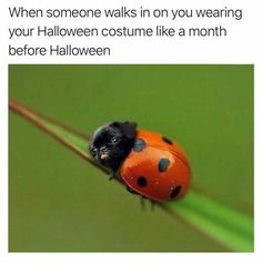 a ladybug sitting on top of a green leaf with the caption when someone walks in you wearing your halloween costume like a month before halloween