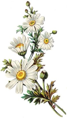 a drawing of some white flowers with green leaves