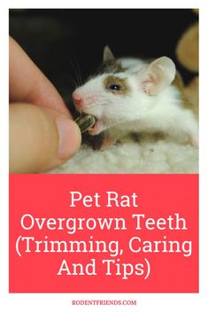 a person feeding a small rodent with the words pet rat overgrowth teeth trimming, caring and tips