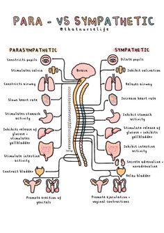 diagram of the nervous system and its major functions in human body, with text describing para - vs sympathetic