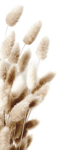 some very pretty white flowers with long stems in it's centerpiece, against a white background