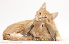 an orange tabby cat cuddles with a rabbit on its back in front of a white background