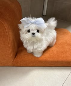 a small white dog sitting on top of an orange chair with a bow in it's hair