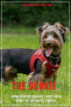 a small black and brown dog wearing a red harness