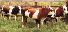 three brown and white cows standing next to each other in the grass near a wooden fence