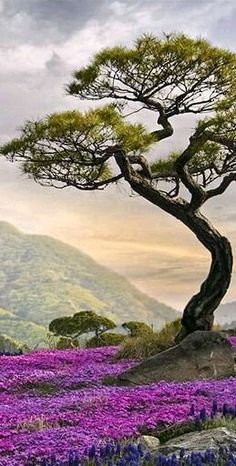 a tree that is sitting in the middle of a field with purple flowers on it