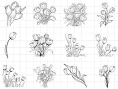 six different types of tulips drawn in black and white on a grid background